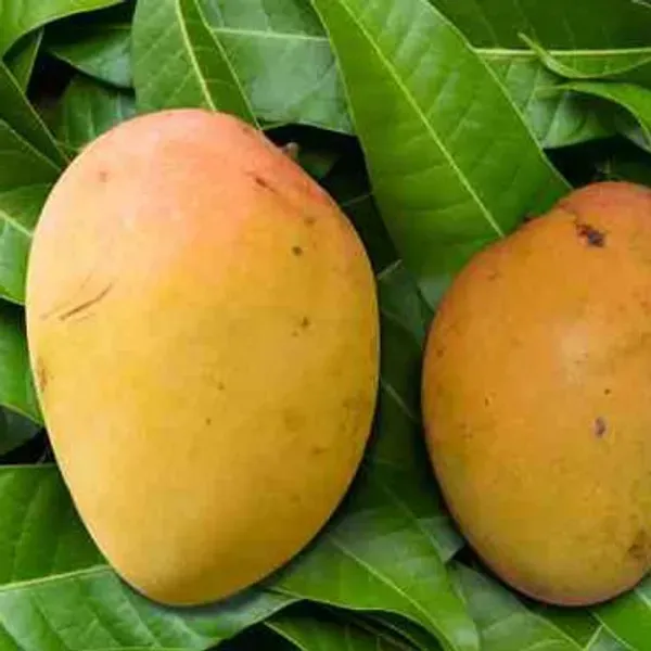 Sita_Bhog_Grafted_Mango_Fruit_Plant