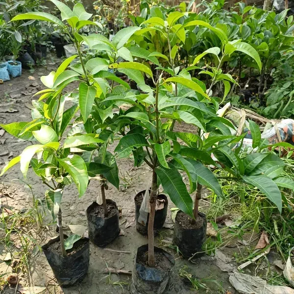 Sita_Bhog_Grafted_Mango_Fruit_Plant