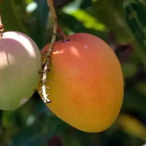 Sita_Bhog_Grafted_Mango_Fruit_Plant