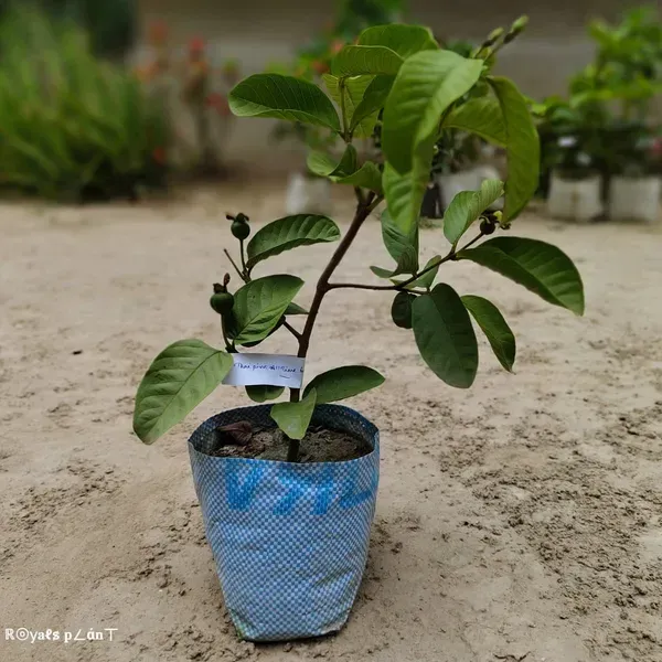 Thai_Pink_All_Time_Guava_Grafted_Hybrid_Fruit_Plant