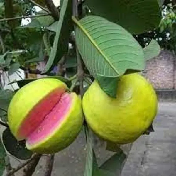Thai_Pink_All_Time_Guava_Grafted_Hybrid_Fruit_Plant