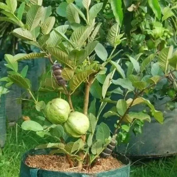 Thai_Pink_All_Time_Guava_Grafted_Hybrid_Fruit_Plant