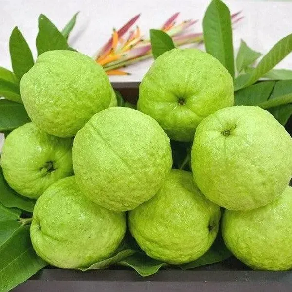 Thai_Pink_All_Time_Guava_Grafted_Hybrid_Fruit_Plant