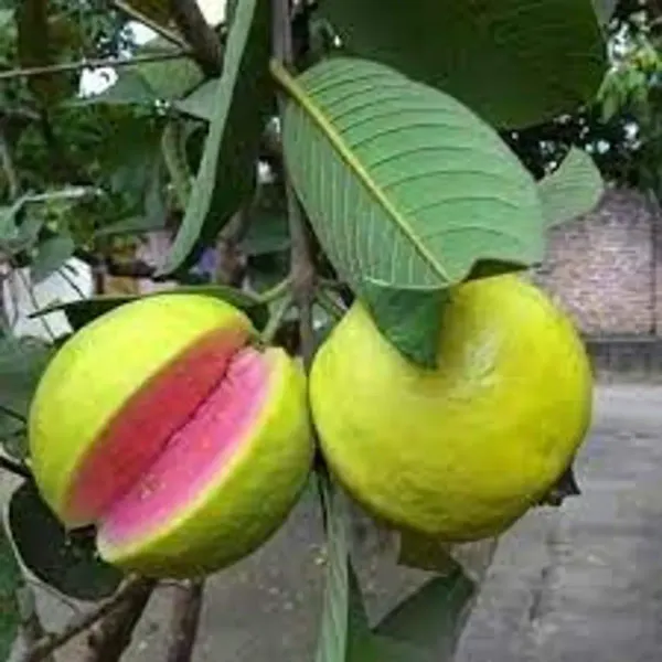 Thai_Pink_All_Time_Guava_Grafted_Hybrid_Fruit_Plant