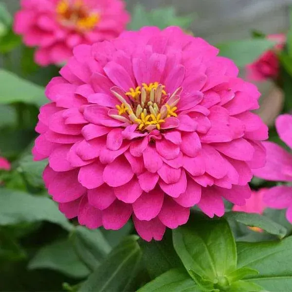 Zinnia_Flower_Plant_Purple_Next_One