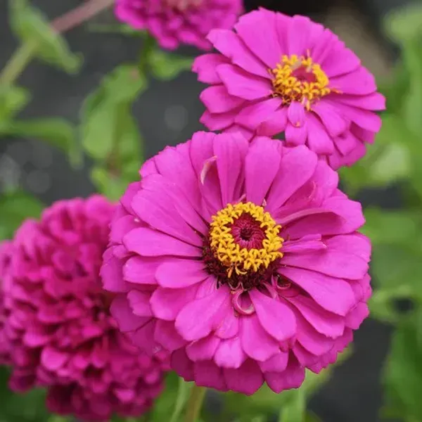 Zinnia_Flower_Plant_Purple_Next_One
