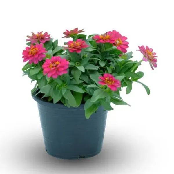 Zinnia_Flower_Plant_Purple_Next_One