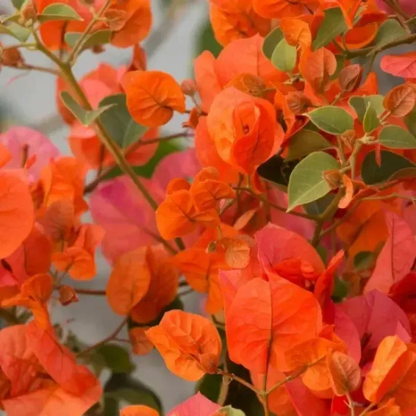 Jakirana_Bougainvillea_Flower_Plant_Orange