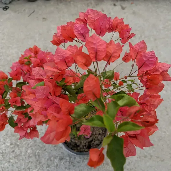 Jakirana_Bougainvillea_Flower_Plant_Orange