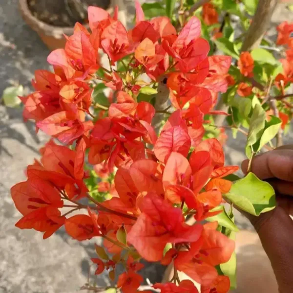 Jakirana_Bougainvillea_Flower_Plant_Orange