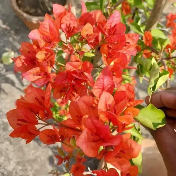 Jakirana_Bougainvillea_Flower_Plant_Orange