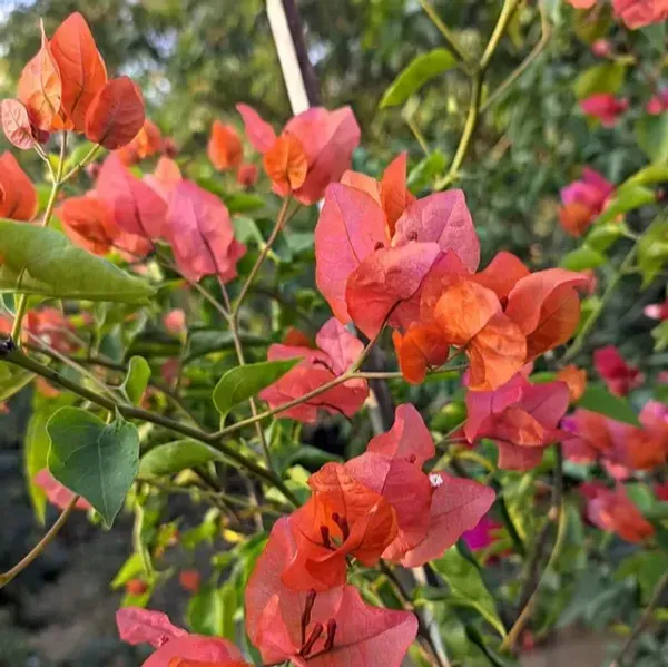 Jakirana_Bougainvillea_Flower_Plant_Orange