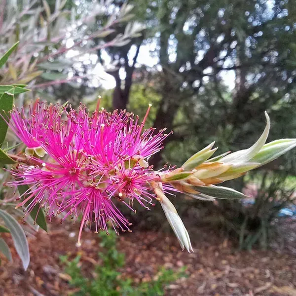 Dwarf_Variety_Bottle_Brush_Flower_Plant_Purple