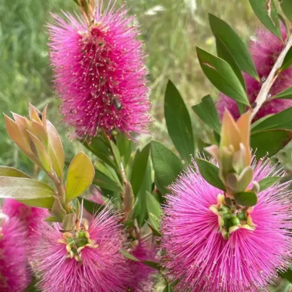 Dwarf_Variety_Bottle_Brush_Flower_Plant_Purple