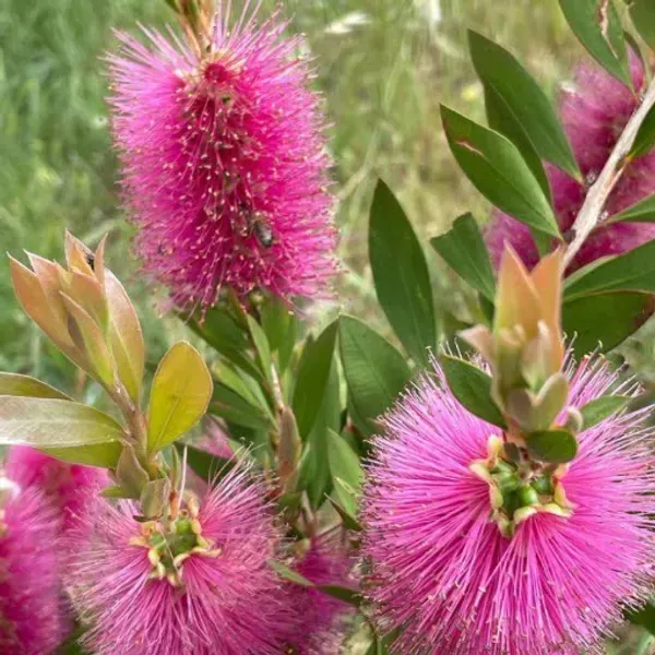 Dwarf_Variety_Bottle_Brush_Flower_Plant_Purple