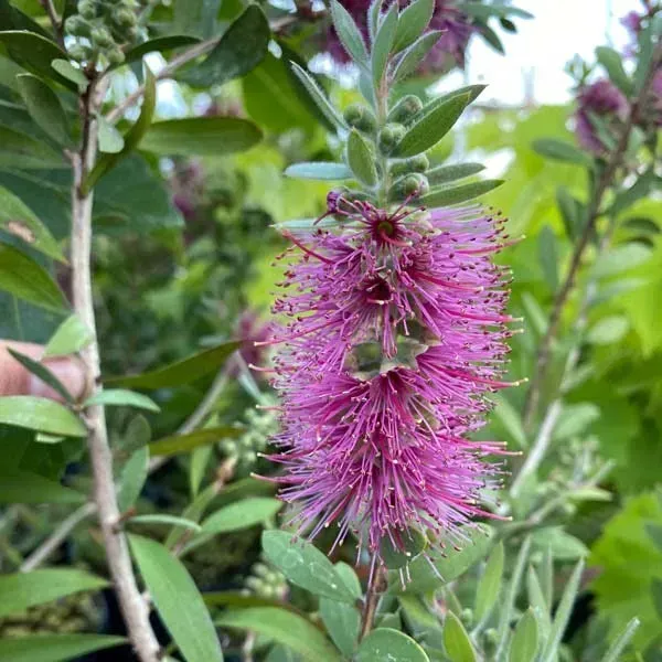 Dwarf_Variety_Bottle_Brush_Flower_Plant_Purple