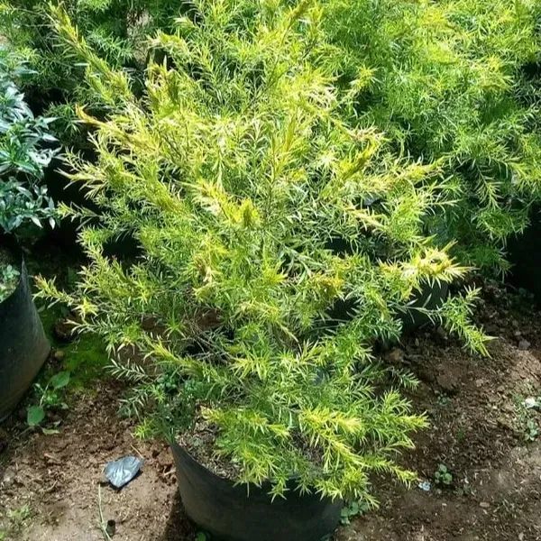 Dwarf_Variety_Bottle_Brush_Flower_Plant_Purple
