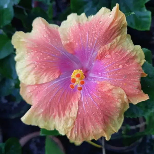 Australian_Variety_Grafted_Hibiscus_Flower_Plant