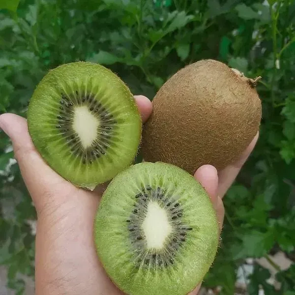 Kiwi_Grafted_Hybrid_Fruit_Plant