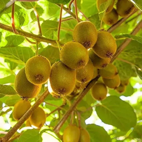 Kiwi_Grafted_Hybrid_Fruit_Plant
