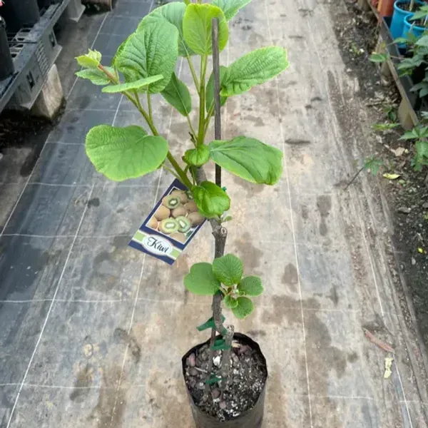 Kiwi_Grafted_Hybrid_Fruit_Plant