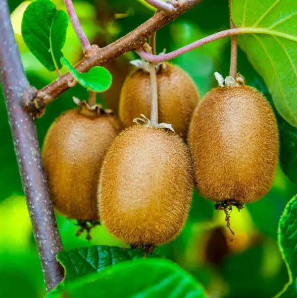 Kiwi_Grafted_Hybrid_Fruit_Plant