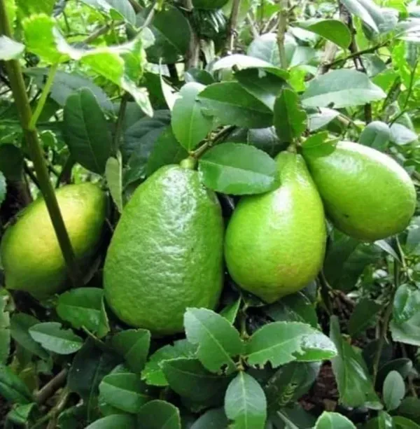All_Time_Kagome_Lemon_Fruit_Plant