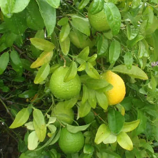 All_Time_Kagome_Lemon_Fruit_Plant