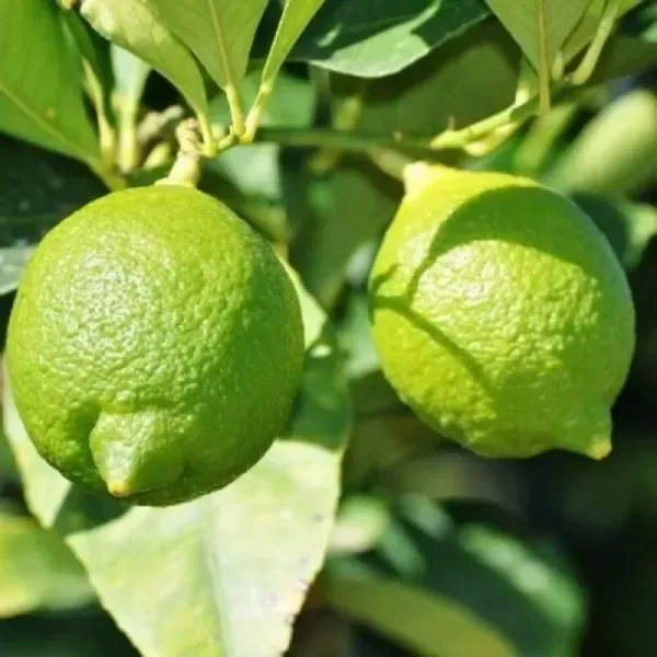 All_Time_Kagome_Lemon_Fruit_Plant
