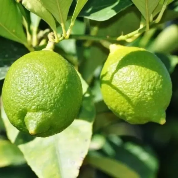 All_Time_Kagome_Lemon_Fruit_Plant