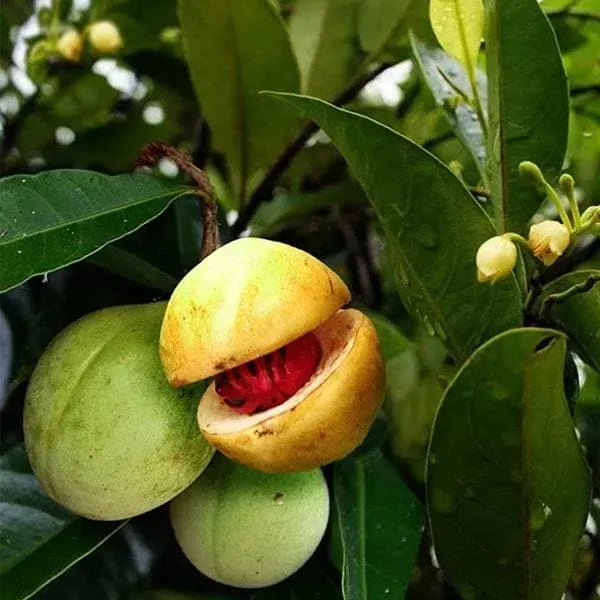 Jaiphal_Myristice_Grafted_Hybrid_Fruit_Plant