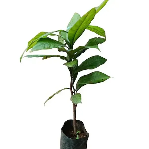 Jaiphal_Myristice_Grafted_Hybrid_Fruit_Plant