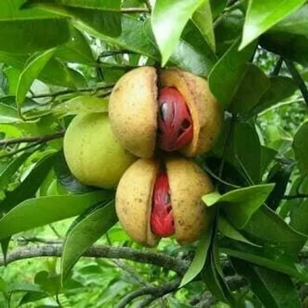 Jaiphal_Myristice_Grafted_Hybrid_Fruit_Plant