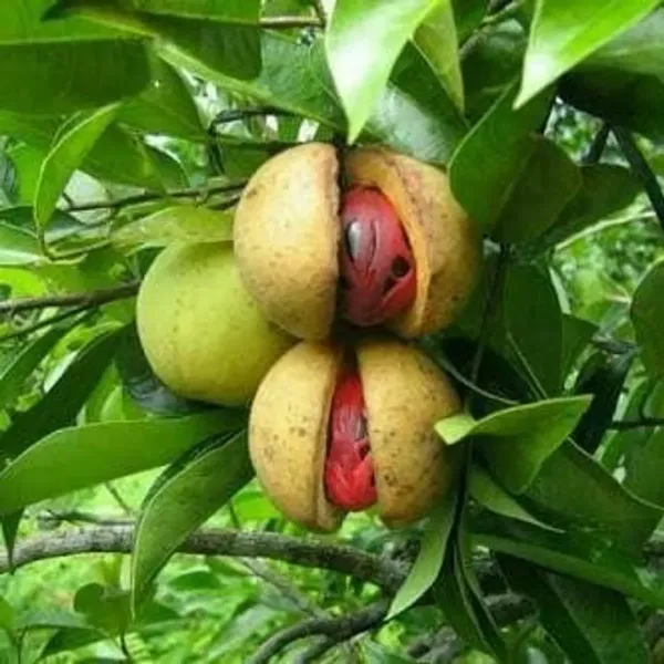 Jaiphal_Myristice_Grafted_Hybrid_Fruit_Plant