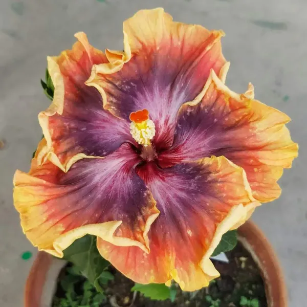 American_Variety_Hibiscus_Flower_Plant