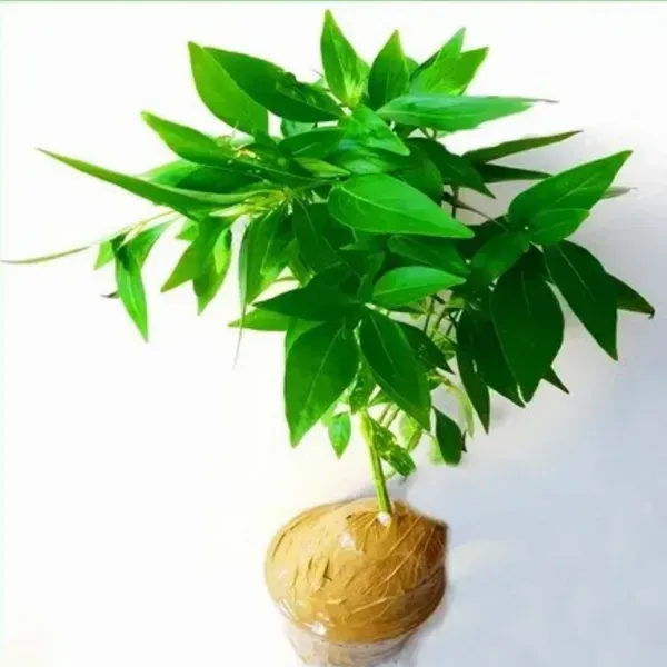Kalmegh_Andrographis_Paniculata_Live_Plant