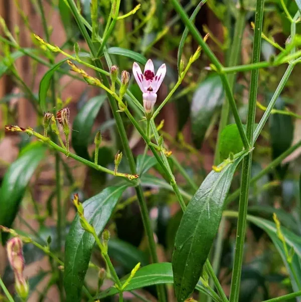 Kalmegh_Andrographis_Paniculata_Live_Plant