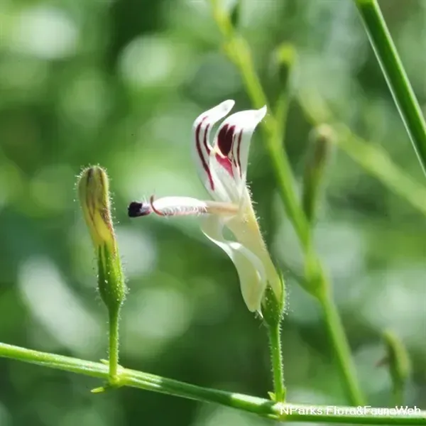 Kalmegh_Andrographis_Paniculata_Live_Plant