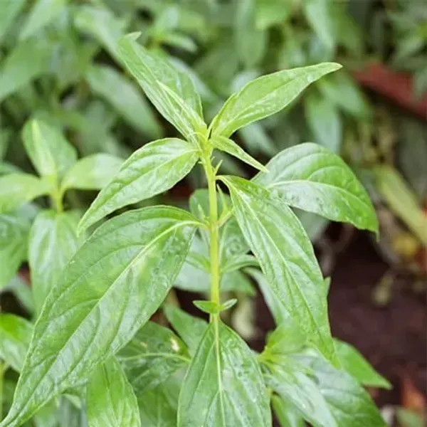Kalmegh_Andrographis_Paniculata_Live_Plant