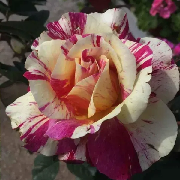 Abracadabra_Rose_Flower_Plant_For_Home_Garden
