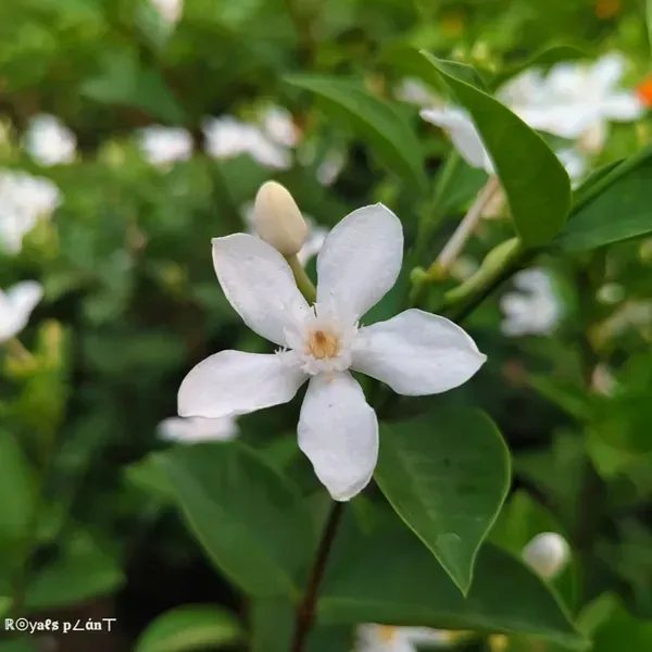 Srilankan_Tagar_Jasmine_Flower_Plant_White