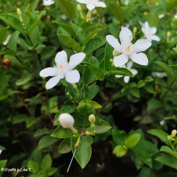 Srilankan_Tagar_Jasmine_Flower_Plant_White