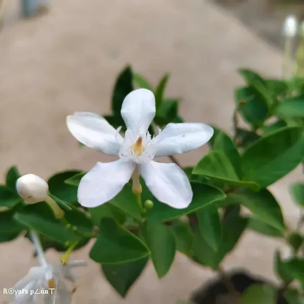 Srilankan_Tagar_Jasmine_Flower_Plant_White
