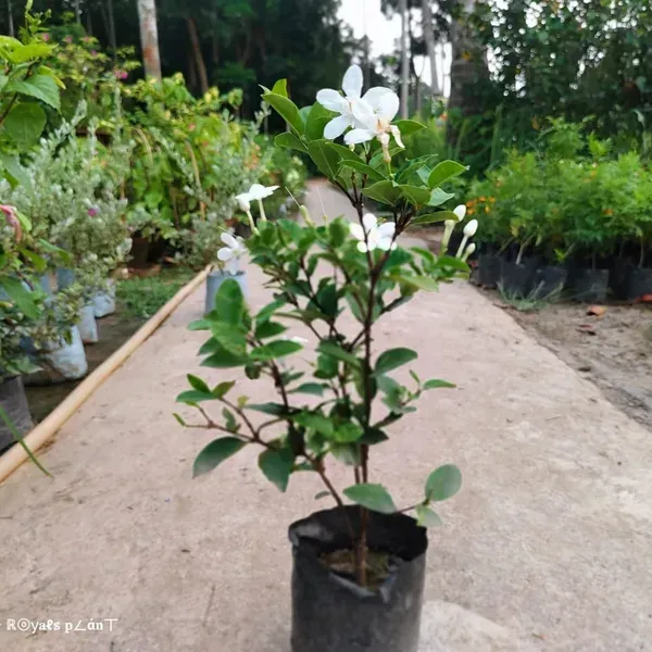 Srilankan_Tagar_Jasmine_Flower_Plant_White