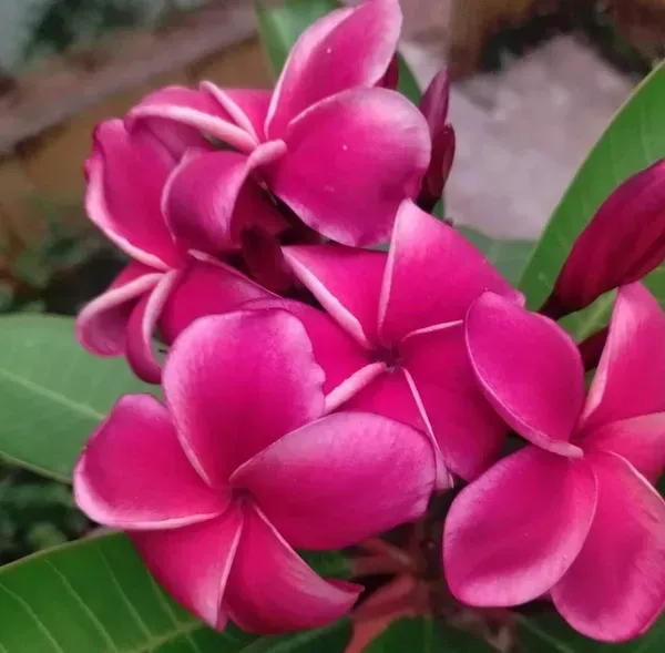 Dwarf_Variety_Pulmeria_Flower_Plant