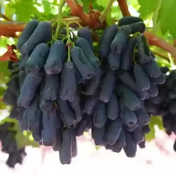 Seedless_Black_Grapes_Fruit_Plant