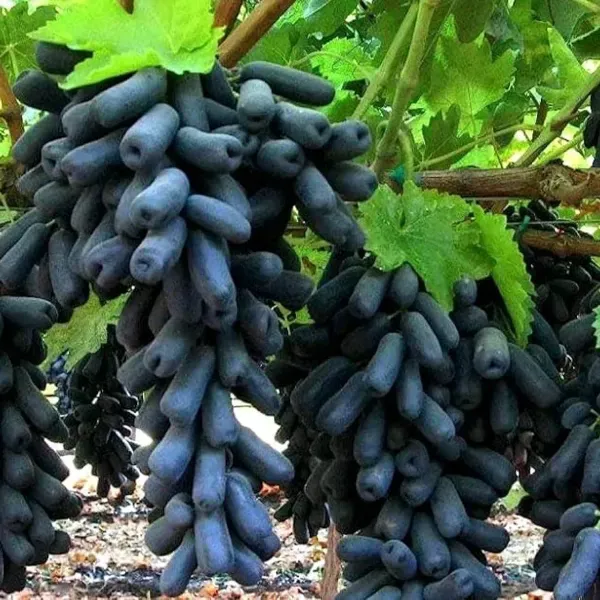 Seedless_Black_Grapes_Fruit_Plant