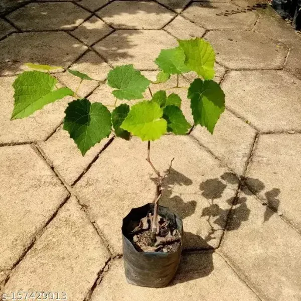 Seedless_Black_Grapes_Fruit_Plant