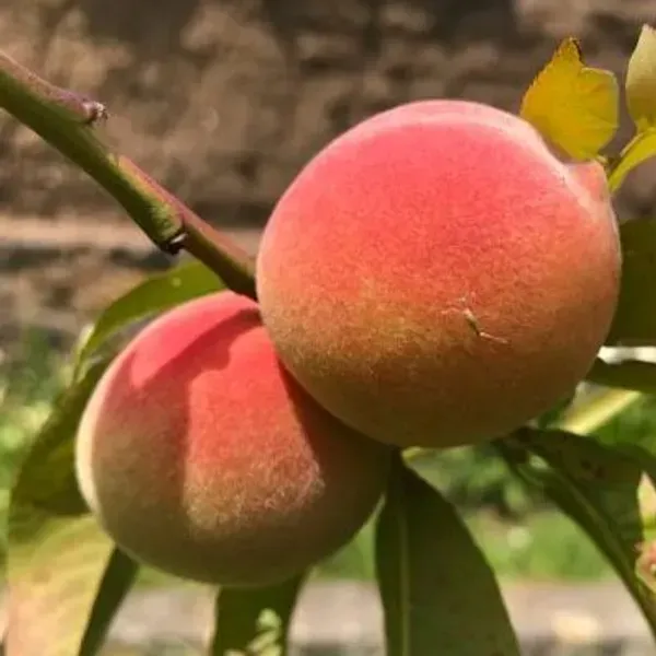 Velvet_Apple_Grafted_Fruit_Plant