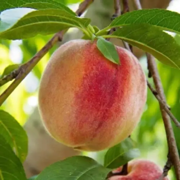 Velvet_Apple_Grafted_Fruit_Plant
